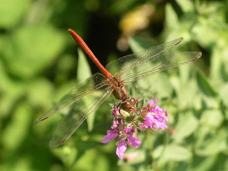Sympetrum... quale? - Sympetrum meridionale
